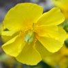 Helianthemum Jubilee - Abriachan Nurseries